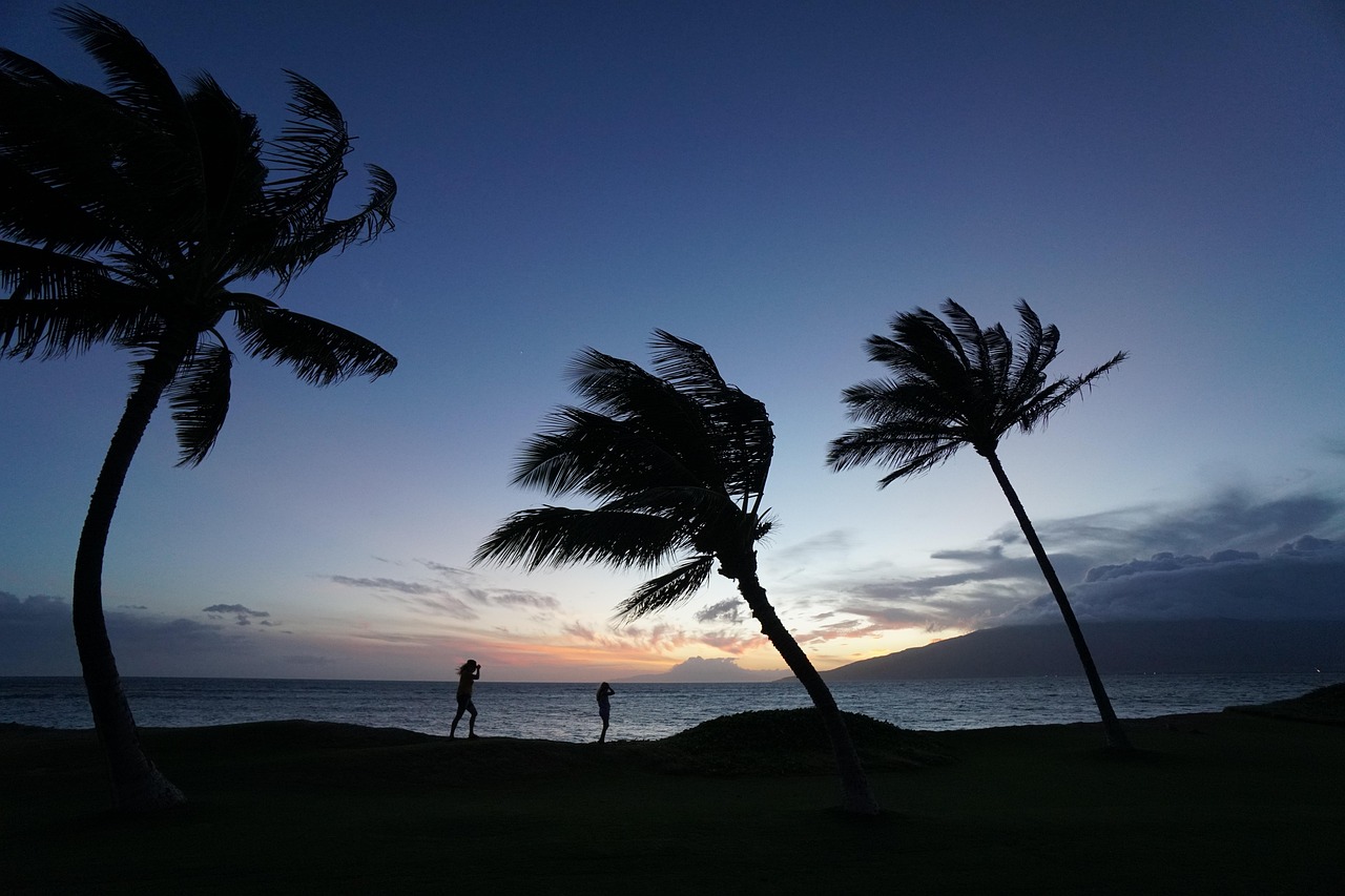nature, landscape, silhouette, scenic, sky, trees, coconut trees, sunset, people, trees, trees, coconut trees, people, people, people, people, people